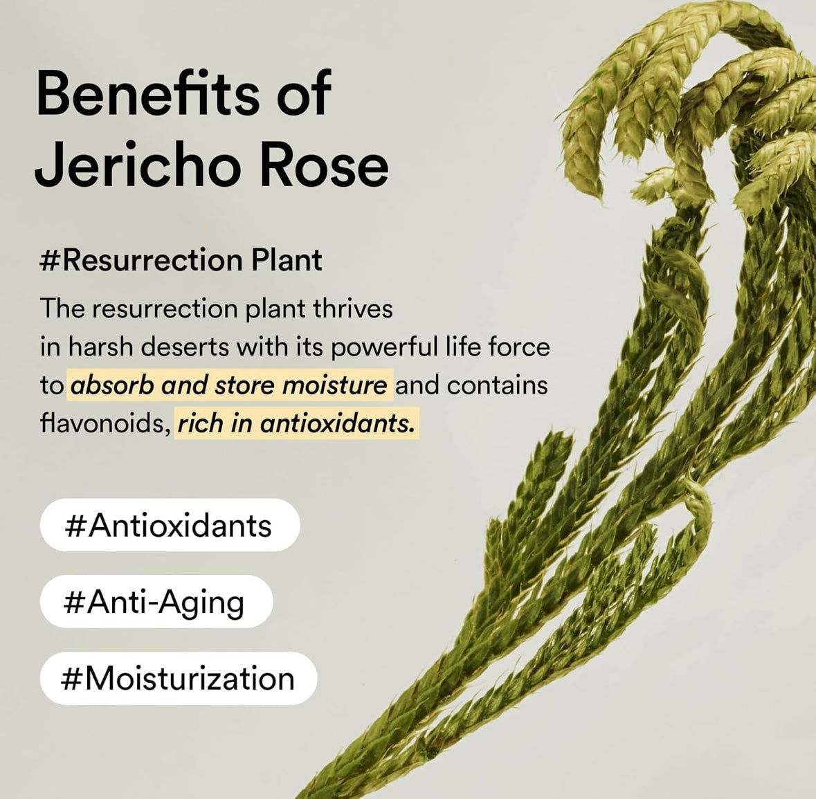 Abib Collagen Eye Patch Jericho Rose Jelly
